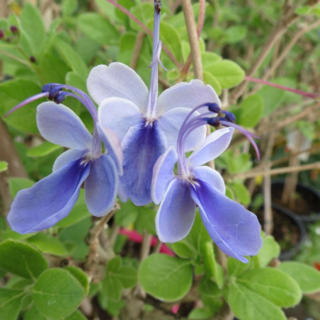 Clerodendrum myr. ugandense