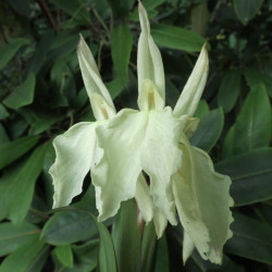 Roscoea beesiana alba