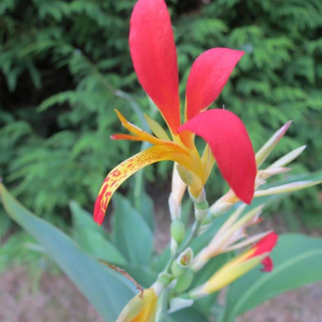 Canna indica