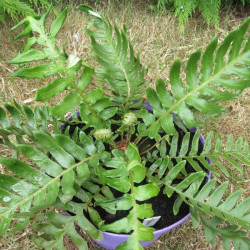 Blechnum cycadifolium