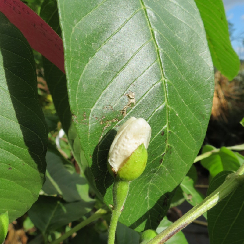 Psidium guajava