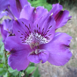 Alstroemeria inticancha indigo ®