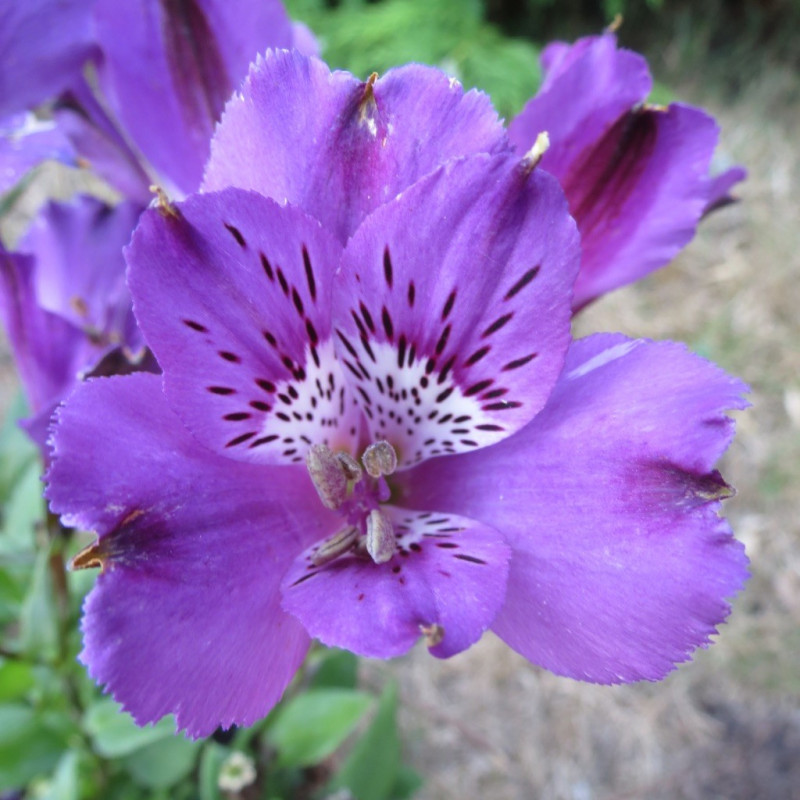 Alstroemeria inticancha indigo®