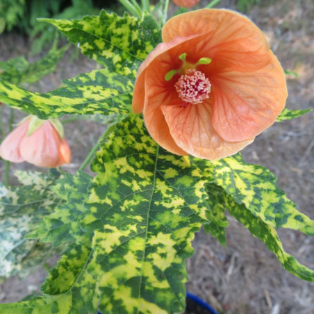 Abutilon thompsonii