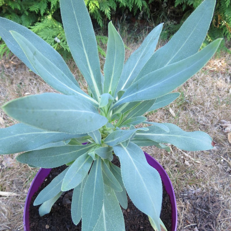 Echium gentianoides