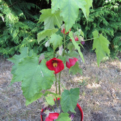 Abutilon 'red princess'