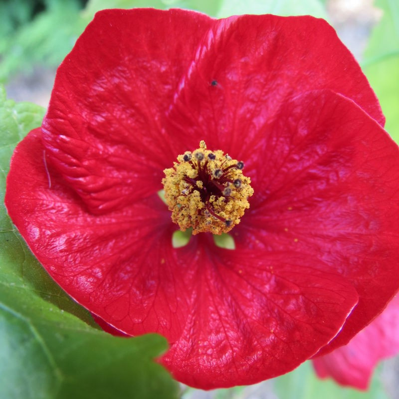 Abutilon 'red princess'