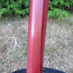 Musa dwarf red banana