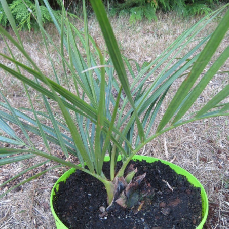 Dypsis decipiens