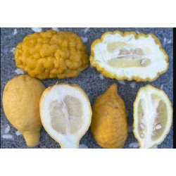 Citrus medica corsican