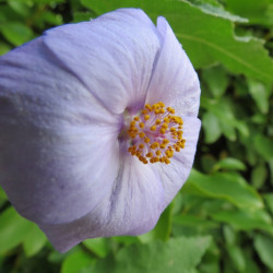 Abutilon suntense