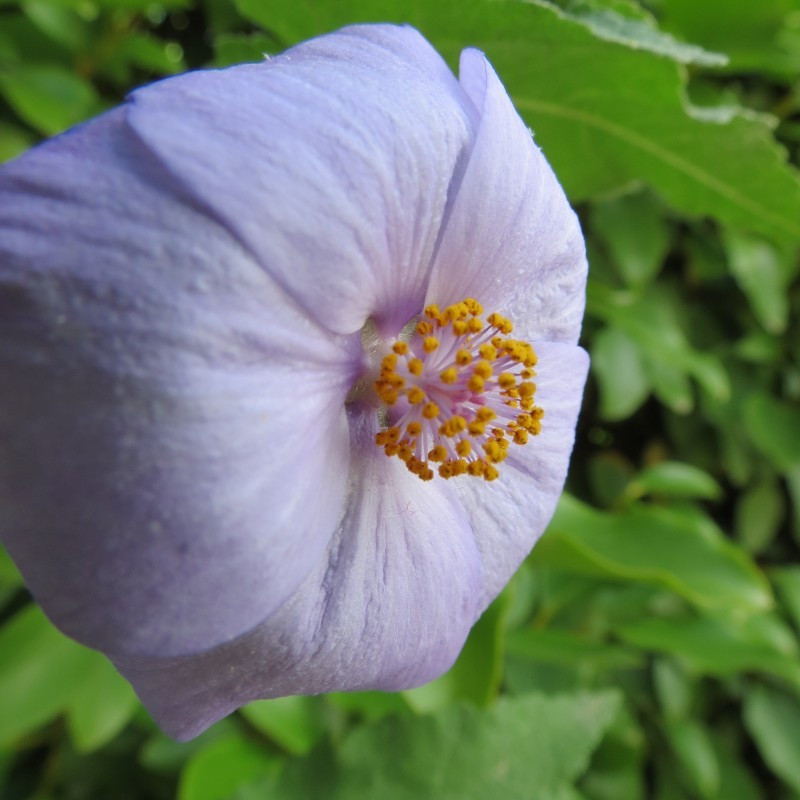 Abutilon suntense