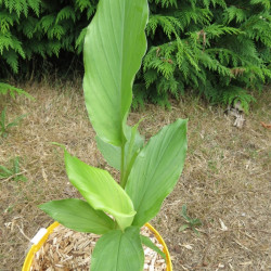 Curcuma longa