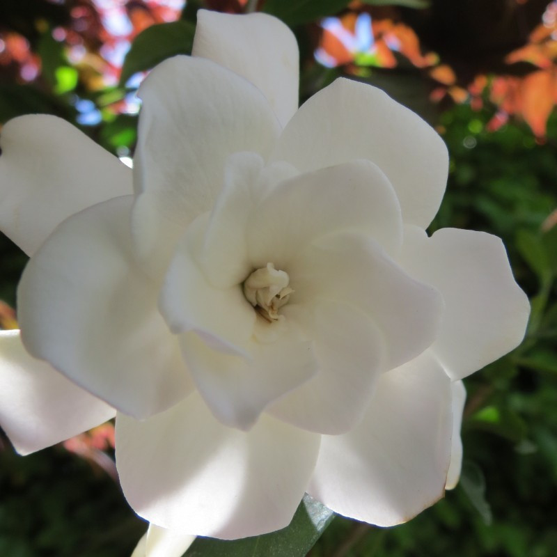 Gardenia double mint®