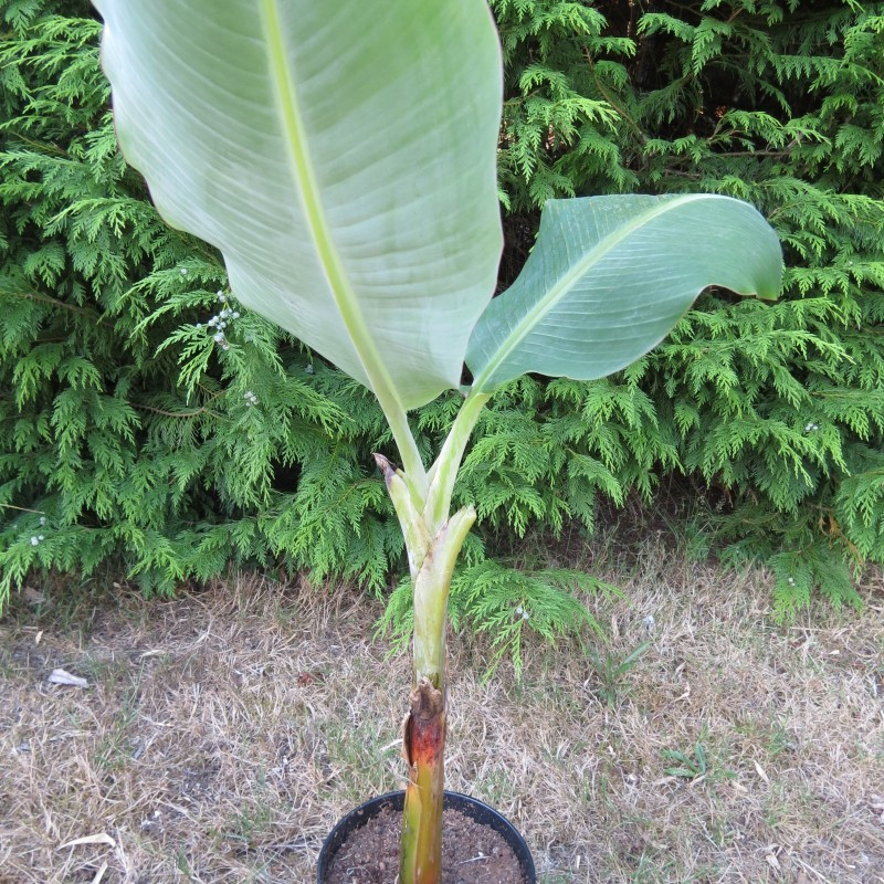 Musa orinoco