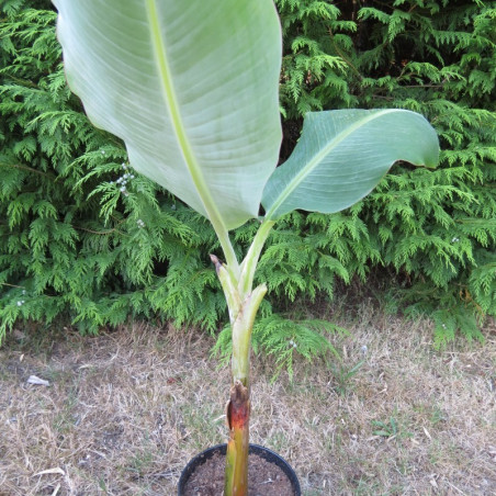 Musa orinoco