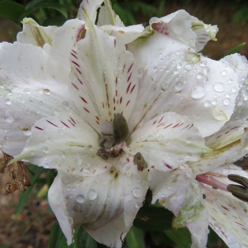 Alstroemeria inticancha magic white®