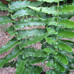 Blechnum longicauda