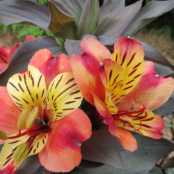 Alstroemeria inticancha Indian summer®