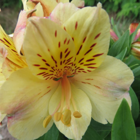 Alstroemeria inticancha cabana®