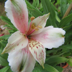 Alstroemeria inticancha white with pink heart®