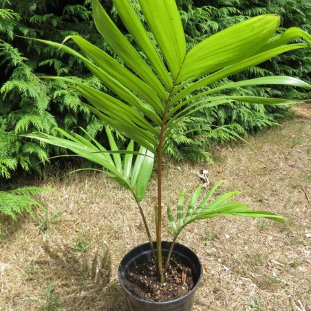 Rhopalostylis baueri var. cheesemanii