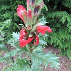 Acanthus sennii