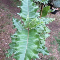 Acanthus sennii