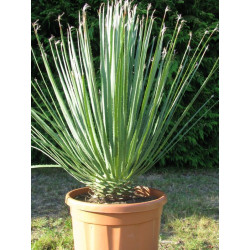 Dasylirion serratifolium 30 l