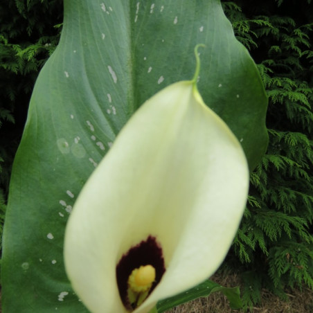 Zantedeschia elliottiana