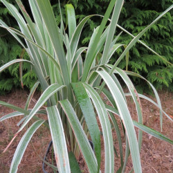 Dianella tasmanica wyeena