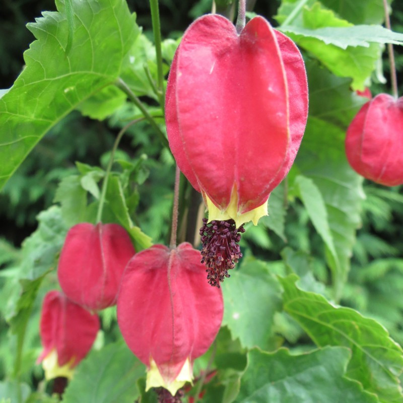 Abutilon megapotamicum