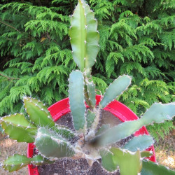 Hylocereus undatus