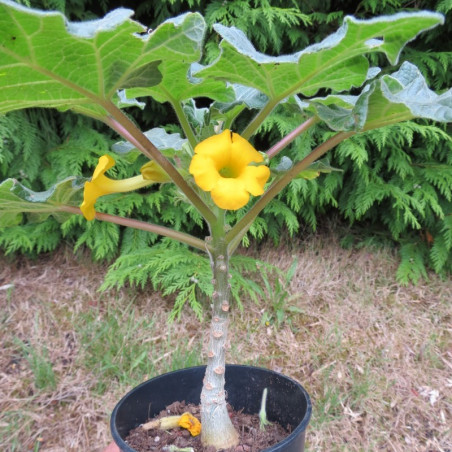 Uncarina roeoesliana