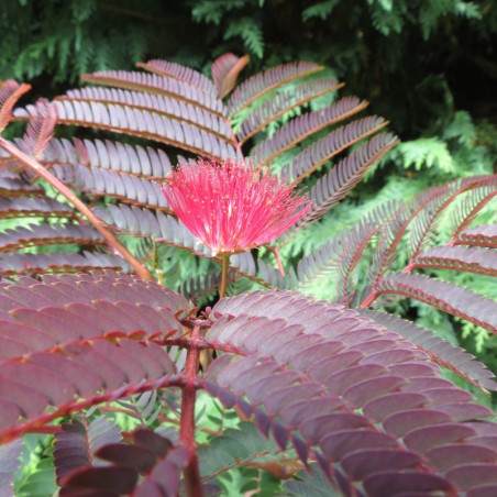 Albizia new purple