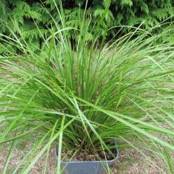 Lomandra longifolia tanika®