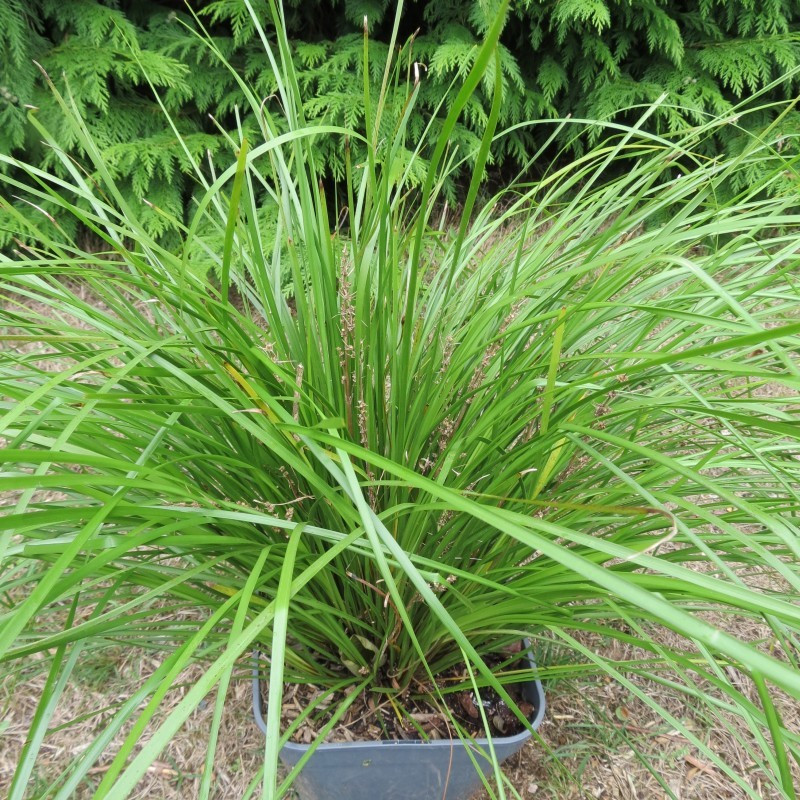 Lomandra longifolia tanika®