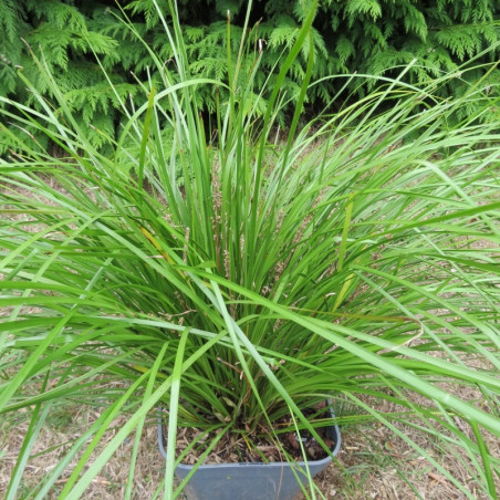 Lomandra longifolia tanika®