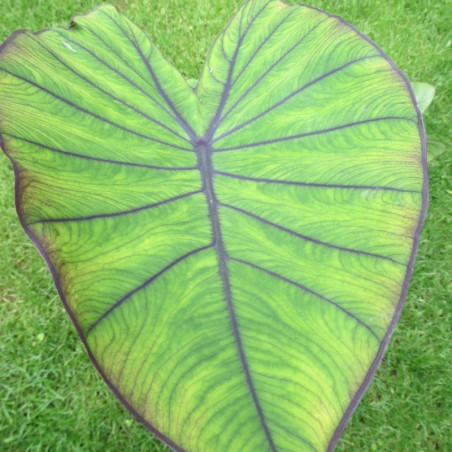 Colocasia blue Hawaii®