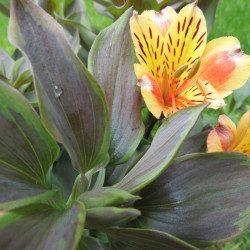 Alstroemeria summer breeze