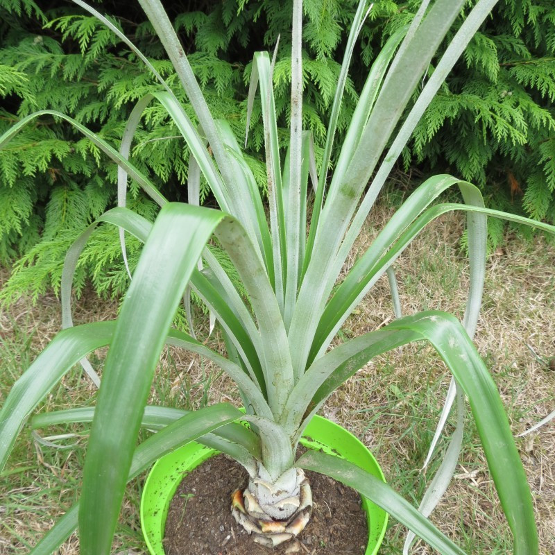 Puya assurgens