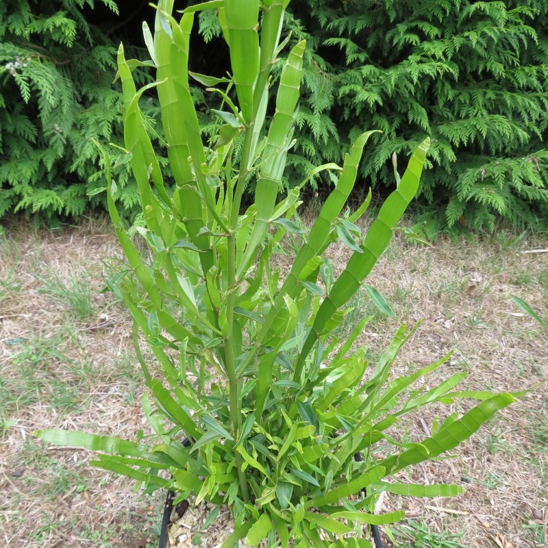 Homalocladium platycladum, ribbon bush | À l’ombre des figuiers