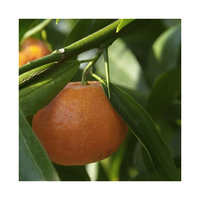 Citrus clementina Monreal