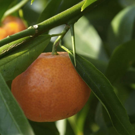 Citrus clementina Monreal