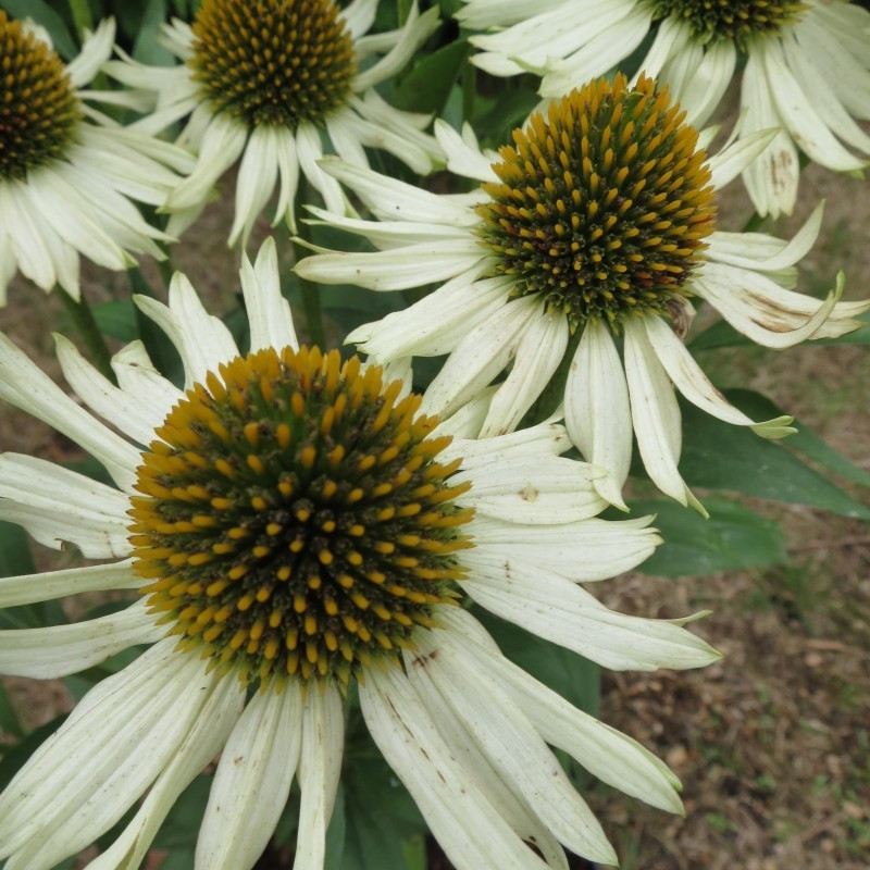 Echinacea white meditation