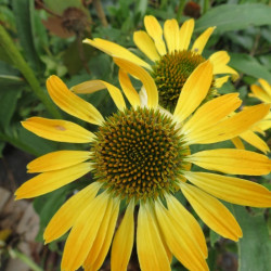 Echinacea golden skipper