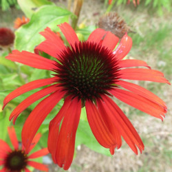 Echinacea orange skipper