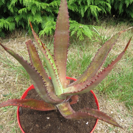 Agave promontorii