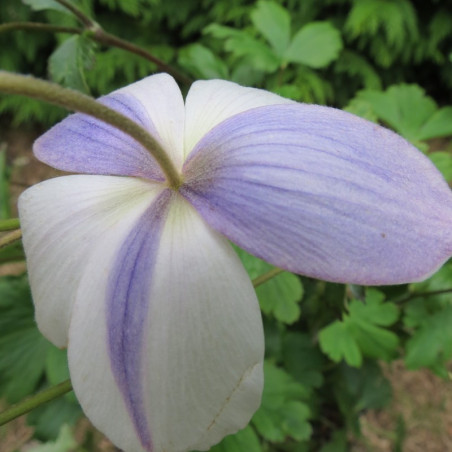 Anemone wild swan