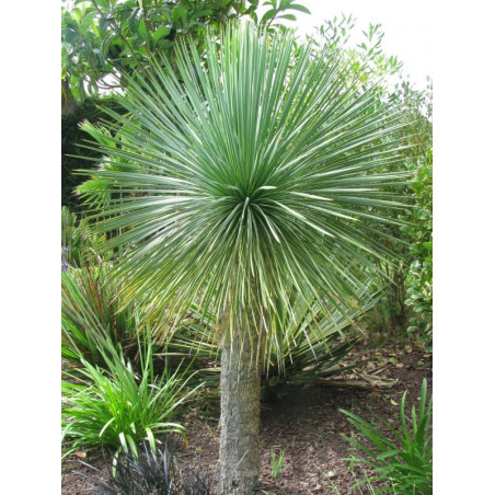 Yucca linearis vert